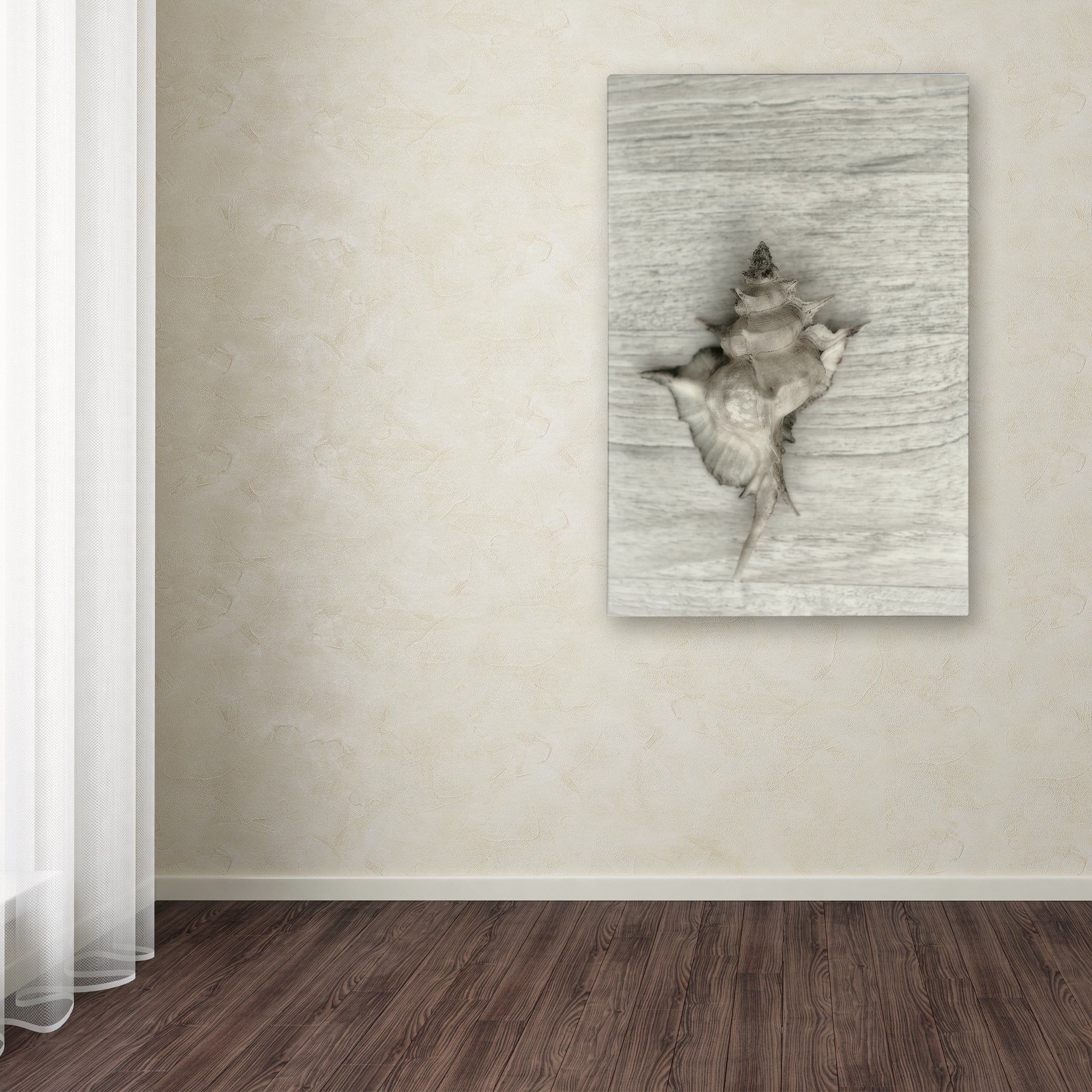 Trademark Fine Art 'Murex Shell' Canvas Art by Cora Niele