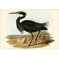 thumbnail image 2 of Gould, John 14x11 White Modern Wood Framed Museum Art Print Titled - Sombre Egret-Herodias pannosus, 2 of 4