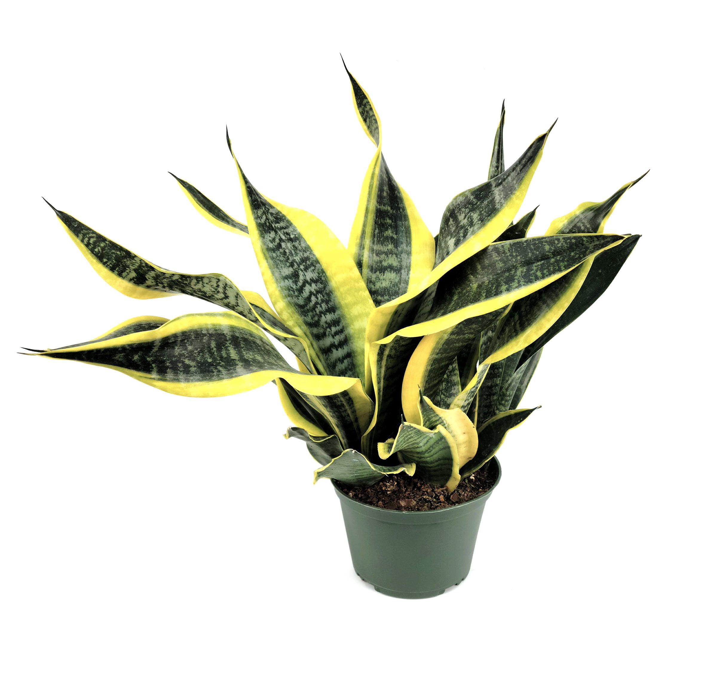 ragnaroc Live Plants – Bromeliad Billbergia Darth Vader, 8-12