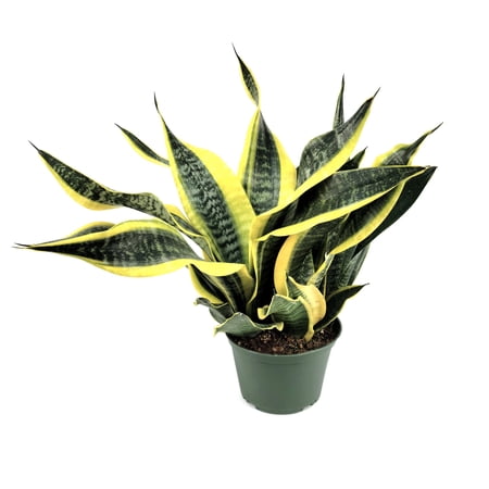 6 in. Sansevieria Laurentii Superba Plant in Grower Container