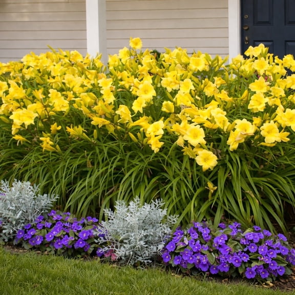 Stella D'Oro Daylily Yellow Flowers - 6 Bare Roots - Attracts Butterflies, Bees & Hummingbirds-Spring Garden Perennial