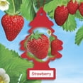 thumbnail image 4 of Little Trees Air Freshener Strawberry Fragrance 3-Pack, 4 of 12