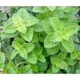 thumbnail image 3 of Scarborough Seeds Italian Oregano 1000 Seeds Herb Heirloom Non-GMO Fragrant Rare, 3 of 5
