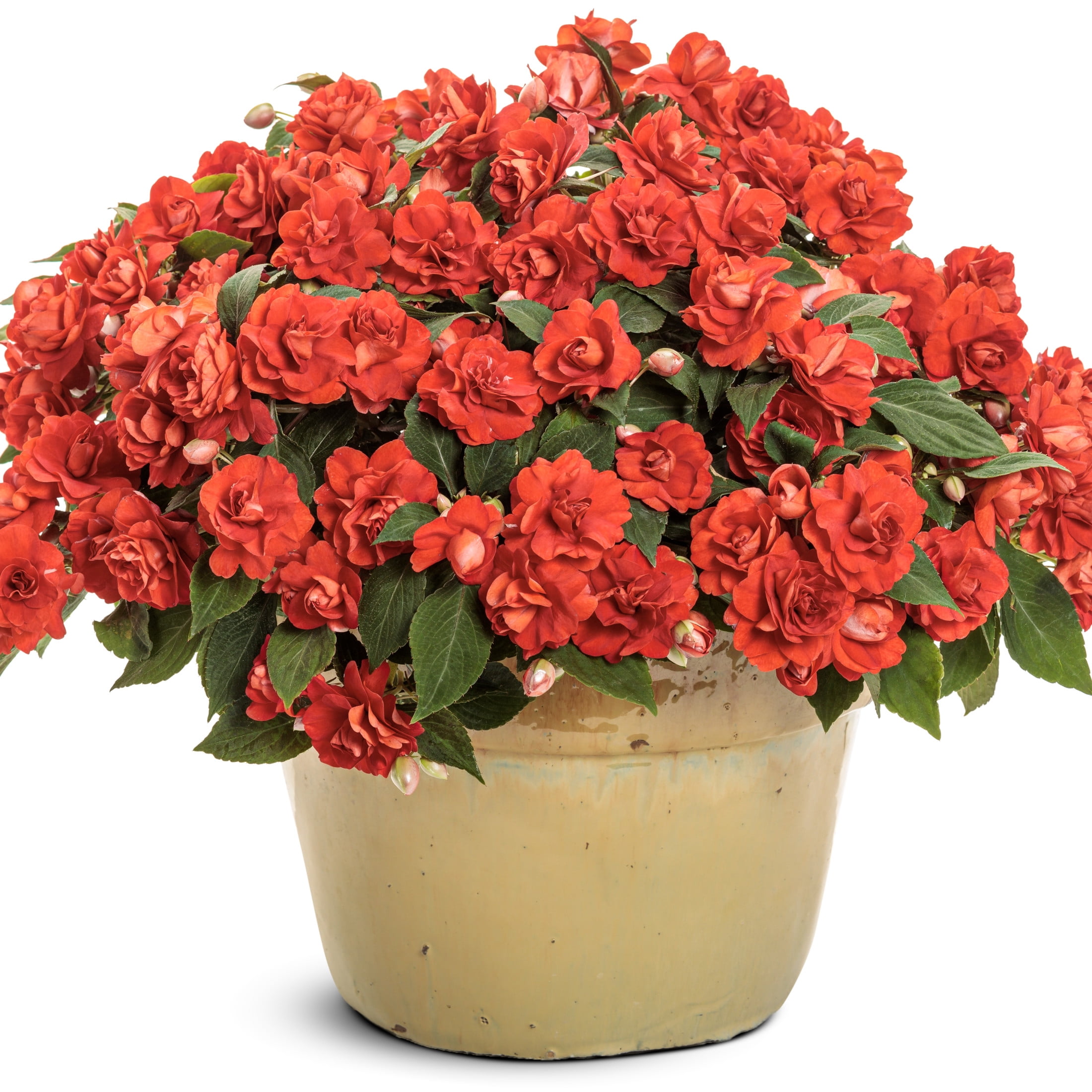 Proven Winners 4" Rockapulco Red Double Impatiens Live Plant in 4.25" Pot (4 Count)