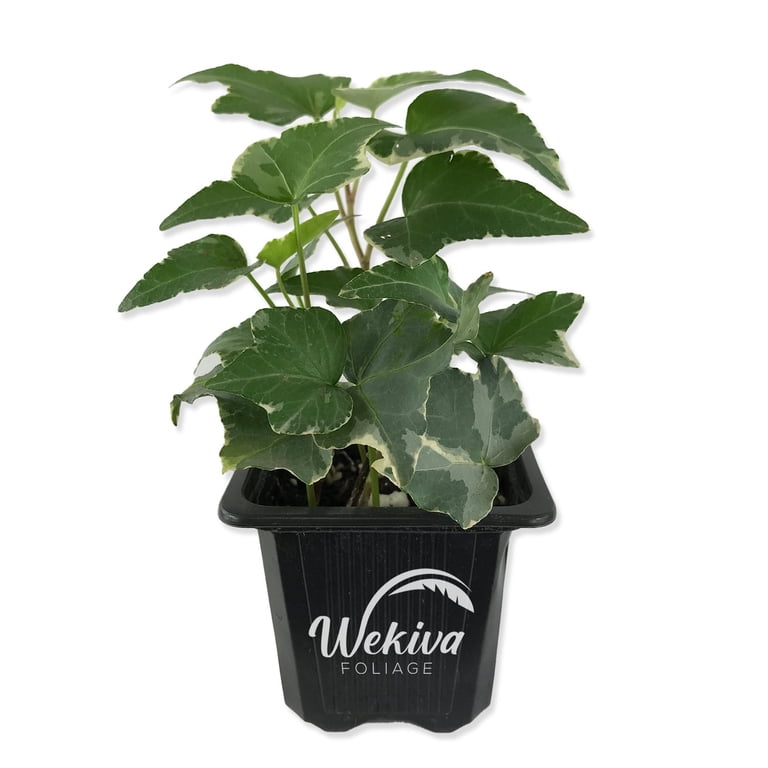 Wekiva Foliage Variegated English Ivy, 4 Live Plants in 3 Inch Pots, Easy Care  Indoor Air Purifying Vine - Walmart.com
