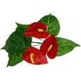 thumbnail image 3 of Komodo Anthurium, Artificial Plant, Green and Red, Aquarium Decor, 3 of 13