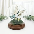 thumbnail image 2 of Plymor 5 inch x 6 inch Glass Display Dome Globe Cloche (Dark Wood Base), Pack of 12, 2 of 3