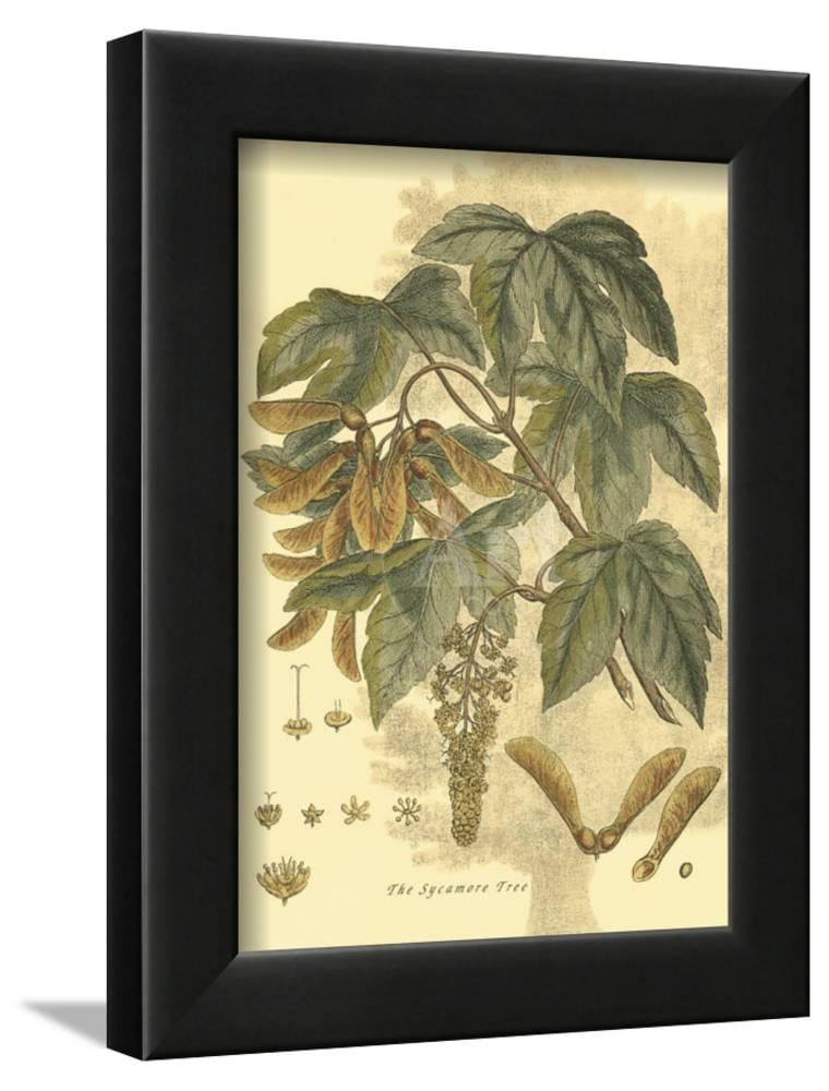 Antique Sycamore Tree Framed Art Print Wall Art   9x12 Sold by Art.Com