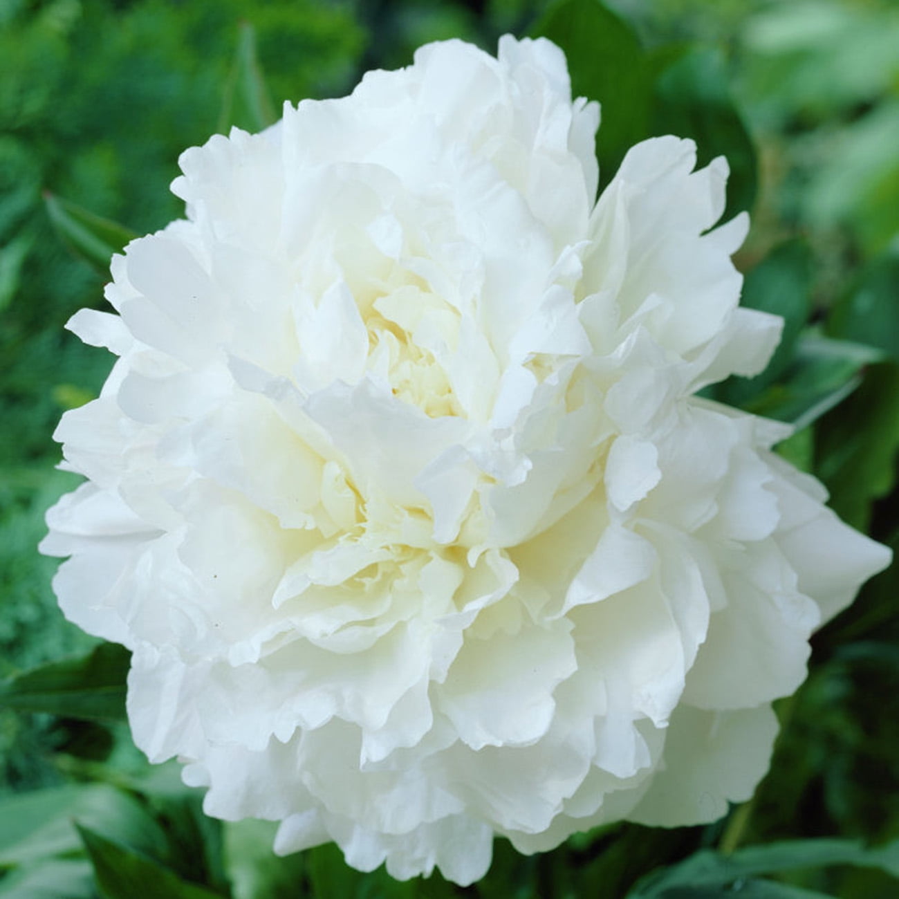 Van Zyverden Peonies Mother's Choice Set of 3 Plant Roots White Partial Sun Perennial Fragrant 1 lb
