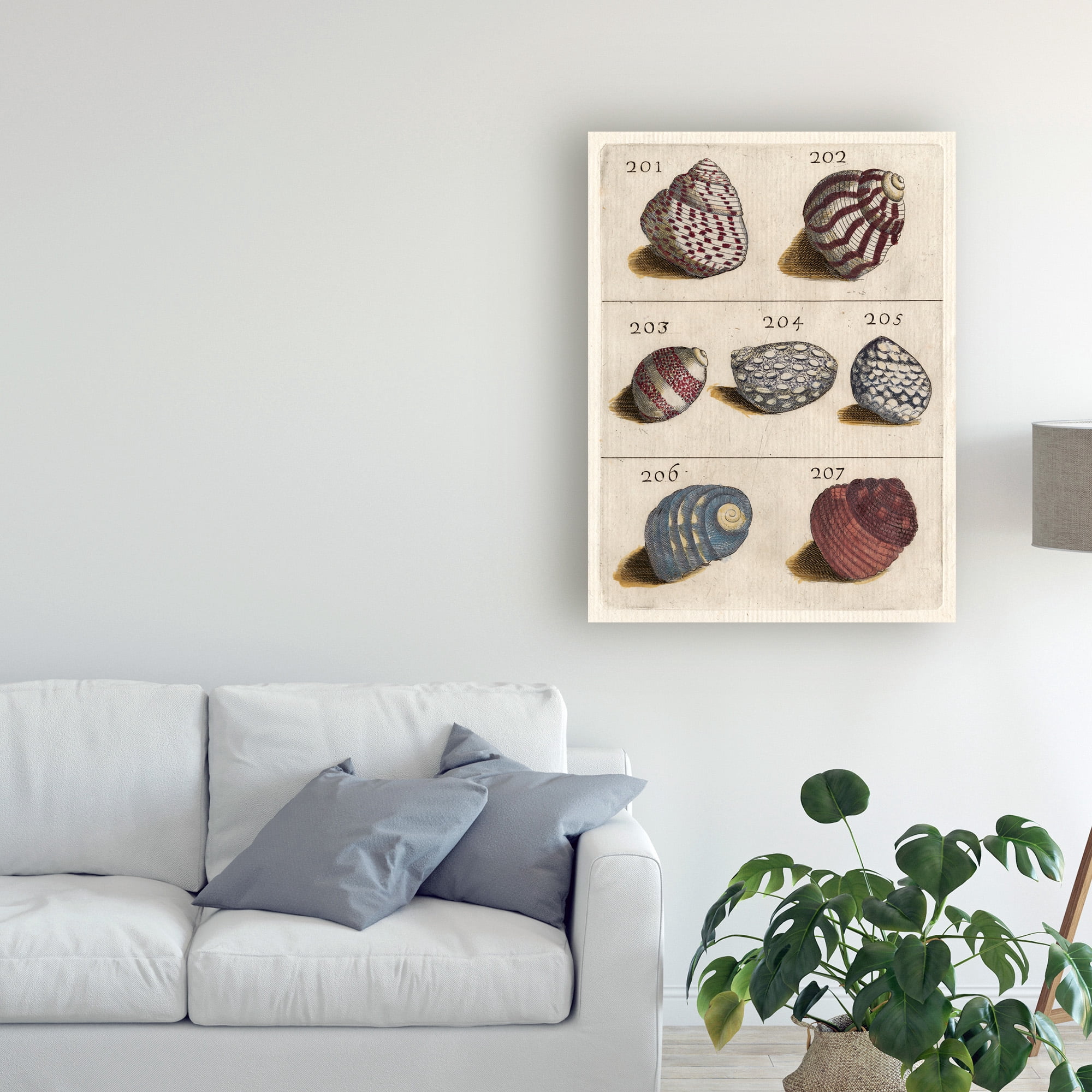 Trademark Fine Art 'Shell Collection Ii' Canvas Art by Unknown