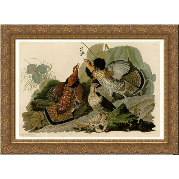 Plate 41. Ruffed Grouse 24x18 Gold Ornate Wood Framed Canvas Art by John James Audubon
