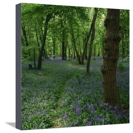 Bluebells in an Ancient Wood in Spring Time in the Essex Countryside, England, United Kingdom Stretched Canvas Print Wall Art By Jeremy (Best Time To Visit England Countryside)