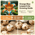 thumbnail image 5 of Lily Bulbs,Low Maintenance - Easy Grow - Ideal For Beds Borders, Plant Pots & Planters, 5 of 5