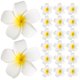 thumbnail image 1 of BRIGHTFUFU 20 horquillas para el pelo con flores de Plumeria, pinzas para el pelo con flores delicadas, pasador para mujeres y niñas, 1 of 8