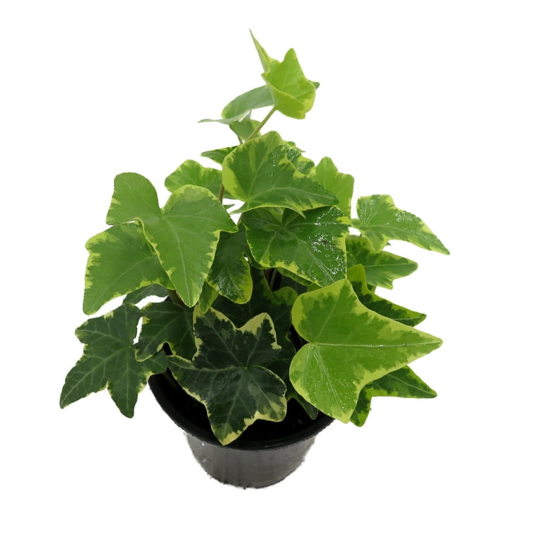 Gold Child English Ivy - Hardy Groundcover/House Plant - Sun or Shade - 4" Pot