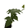 thumbnail image 4 of Chester Thornless Blackberry Plant - 3.25" Pot, 4 of 4