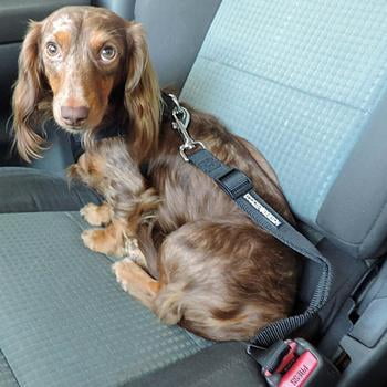 Seatbelt Strap Dog Car Leash - One Size