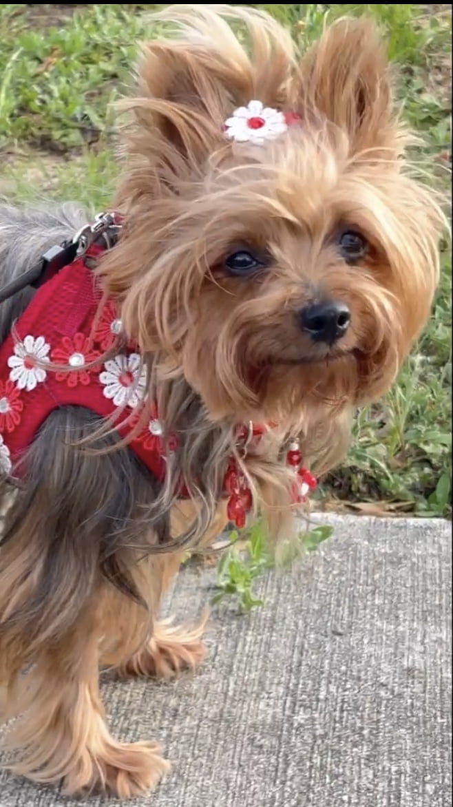 Harness for dogs or cats adjustable with Flower and Stone decoration for Pets. Handmade.