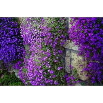 Seedville 400 Rainbow Rockcress Aubrieta Cultorum Flower Seeds