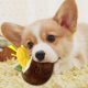 thumbnail image 4 of Juguete Interactivo Para Perros Con Aroma A Coco, Comedero Lento Y Juguete Chirriante Para Mascotas Con Crujido Y Sonido Para Perros Y Gatos, 1 Unidad, 4 of 7