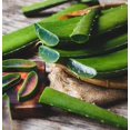 thumbnail image 4 of One Gallon Organic Aloe Vera Live Plant  20+ inches tall, 4 of 6