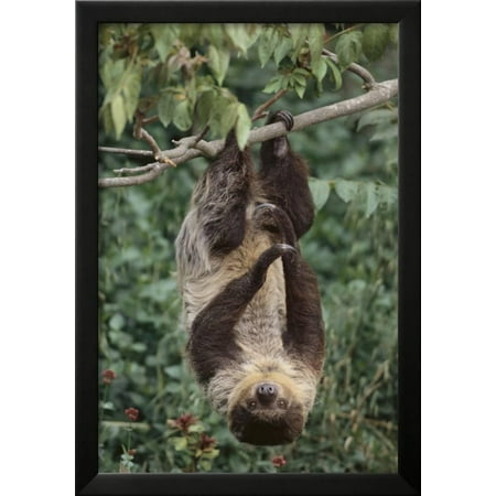 two toed tree sloth hanging from tree framed print wall art by