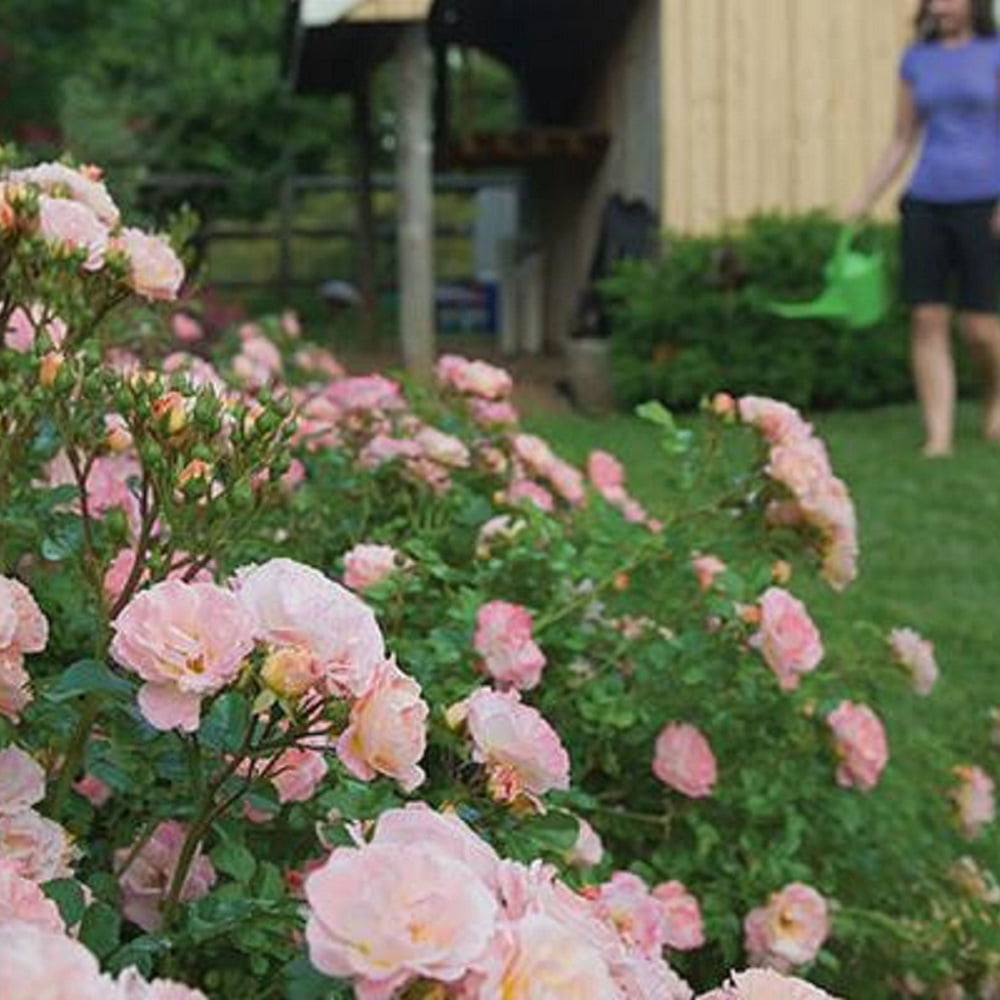 Peach Drift Rose (2 Gallon) Low-Growing Groundcover Deciduous Flowering Shrub - Full Sun Live Outdoor Plant