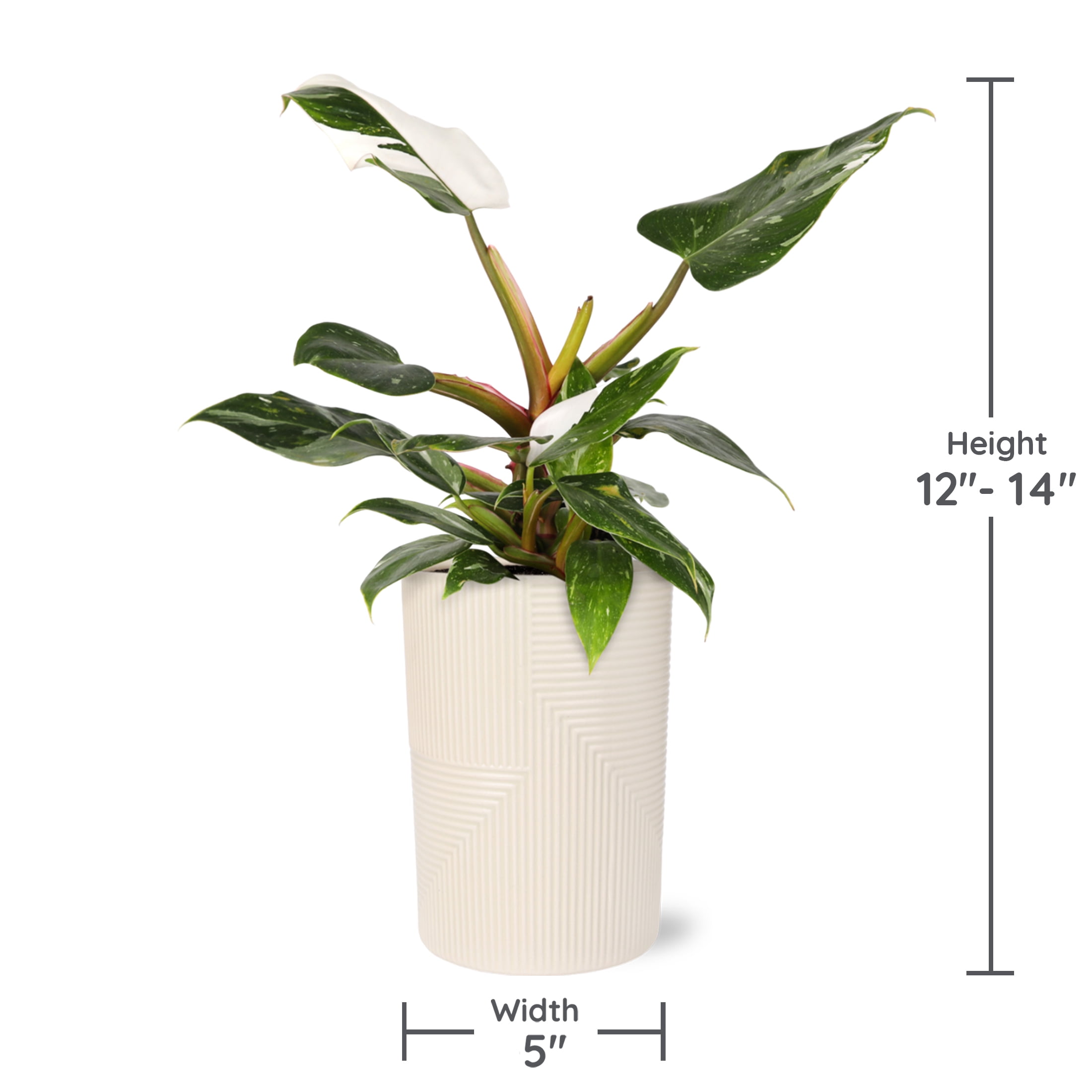 Wild Interiors Philodendron White Princess in Chic Beige Pot – 5in Collector’s Plant