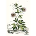 thumbnail image 2 of Munting, Abraham 13x18 Gold Ornate Wood Framed with Double Matting Museum Art Print Titled - Munting Garden Varieties II, 2 of 4