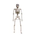 thumbnail image 1 of 2-Pack 3ft Posable Skeleton Halloween Decorations, Plastic with Movable Joints, Realistic Design, Easy Assembly, for Halloween Parties Houses Scary Atmosphere, 1 of 6