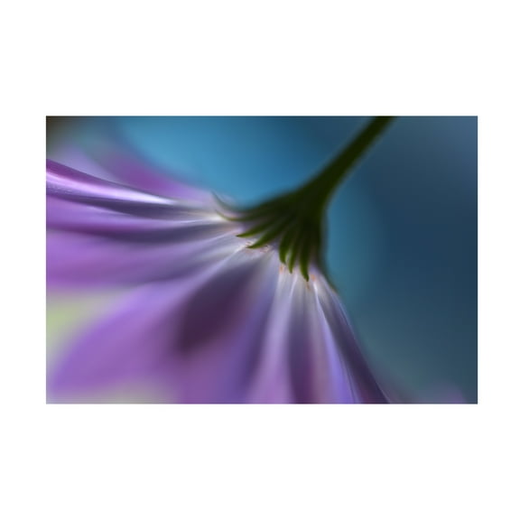 Canvas Wall Art - Heidi Westum 'Bright Marguerites' Wall Art for Living Room, Bedroom, or Office Décor by Trademark Fine Art - 19 x 12 Inches