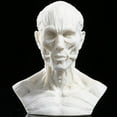 thumbnail image 2 of Human Model Crafts Muscle For Teaching, Drawing, Display Collection , White, 2 of 8