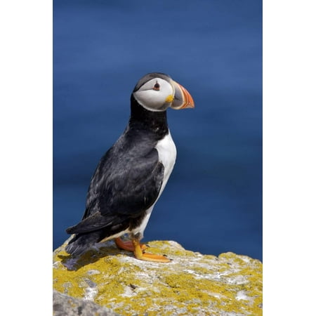 Shore Bird Wall Art Atlantic Puffins, Fratercula Artica, Nesting on Bird Island Just off Shore from Cape Bonavista Ligh Print Wall Art By Rolf Hicker ()