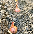 thumbnail image 2 of TomorrowSeeds - Nero Shallot Sets (Bulbs) - F1 Round Traditional Echalote Onion Set Scallion Grow Garden Planting Vegetable Seeds 2025 Seed - 4 Pounds, 2 of 10