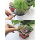 thumbnail image 4 of Tools For Bonsai,bonsai Tools,mini Gardening Tools,gardening Tool Set,mini Wooden Hand Tool Set, 4 of 4