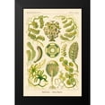 thumbnail image 2 of Haeckel, Ernst 17x24 Black Modern Framed Museum Art Print Titled - Haeckel Nature Illustrations: Siphoneae Hydrozoa, 2 of 5