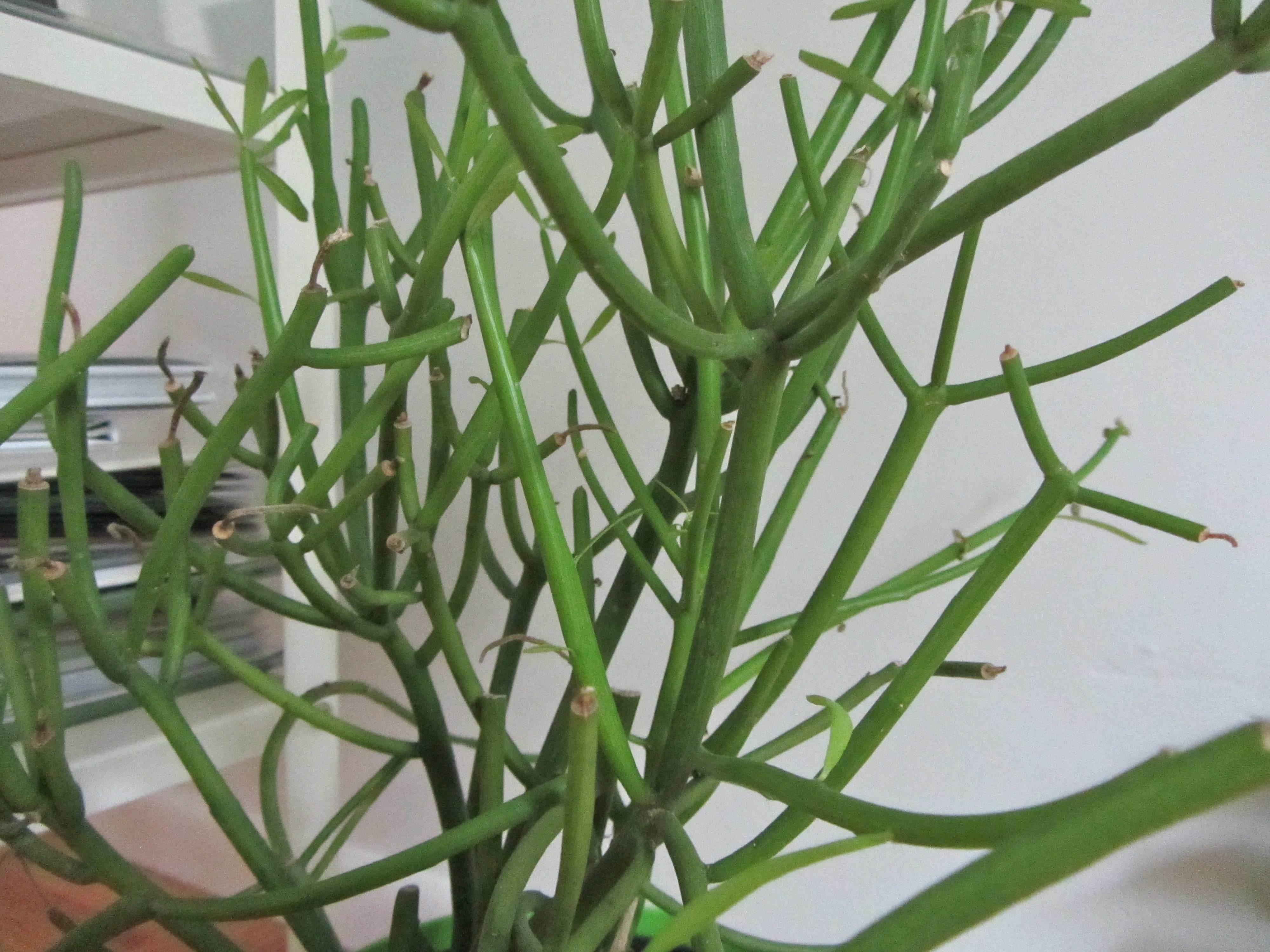 Wekiva Foliage - Pencil Cactus - Live Plant in a 6 inch Pot - Euphorbia  Tirucalli - Beautiful Indoor Outdoor Full Sun Houseplant 