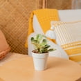 thumbnail image 2 of Exotic Angel Colorama Assorted 4" Foliage House Plant by Costa Farms in 4.4" Decor Pot, 2 of 9