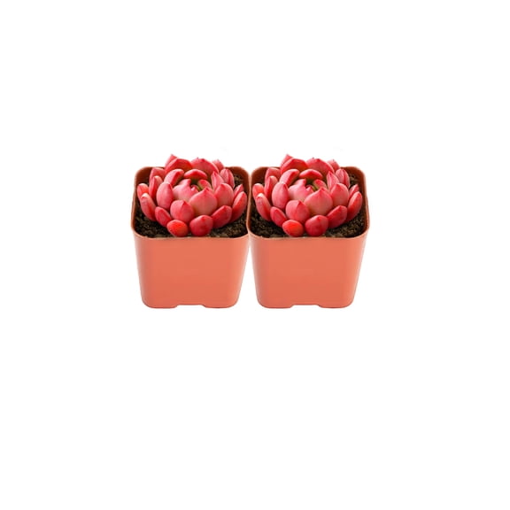 Mini Succulents Live Plants in 2" Pot -Pink Ruby Style Succulents Plants Live, Indoor Live   Succulents, Easy Care House Plants in Succulent Soil Mix