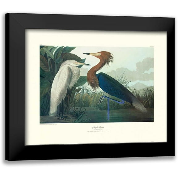 Audubon, John James 14x12 Black Modern Framed Museum Art Print Titled - Purple Heron (decorative border)