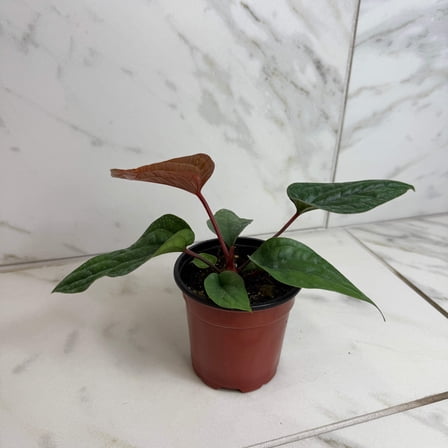 Anthurium Radicans x Luxurians, 4" Plant, The Plant Farm