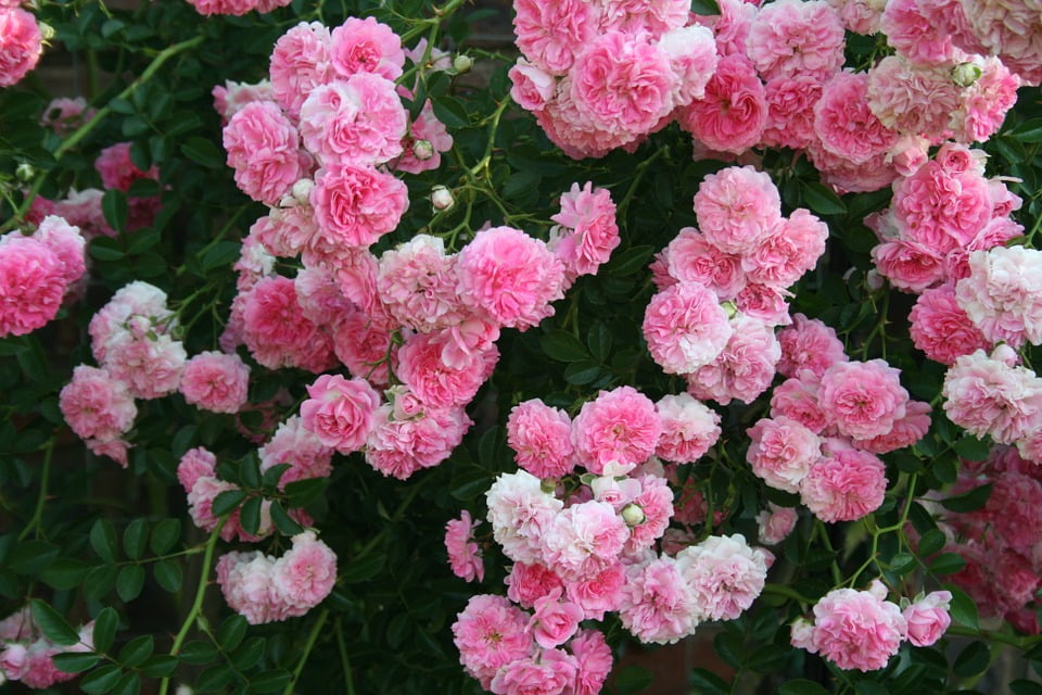 Pink Creeper Rose Blooms Flowers Massed Rambling20 Inch By 30 Inch