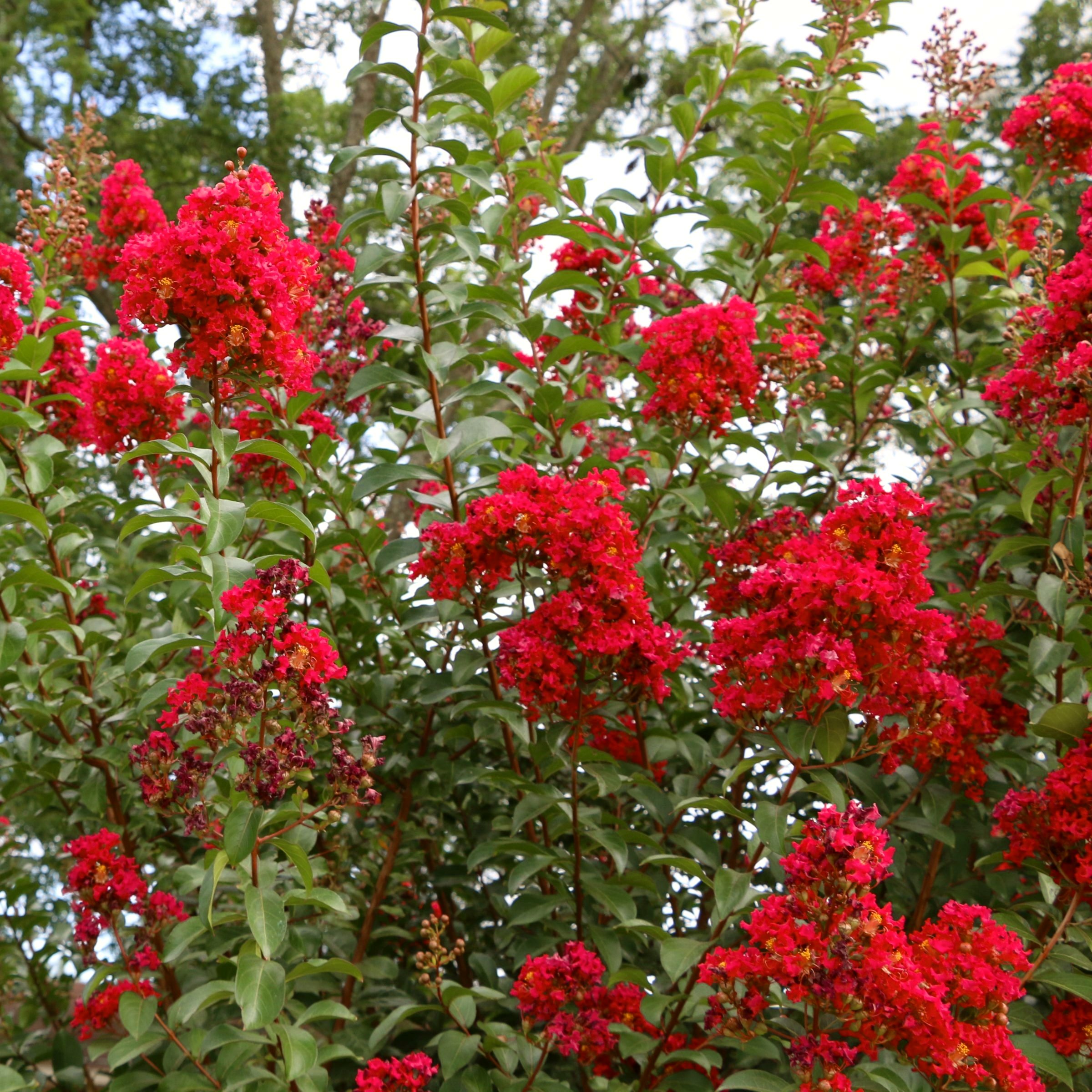 3 gal. Crape Myrtle Miss Frances Shrub with Pink Flowers