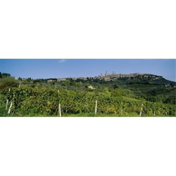 Affiche Basse Vue d'Un Vignoble San Gimignano Toscane Italie Impression par - 36 x 12