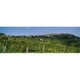 Affiche Basse Vue d'Un Vignoble San Gimignano Toscane Italie Impression par - 36 x 12 – image 1 sur 1