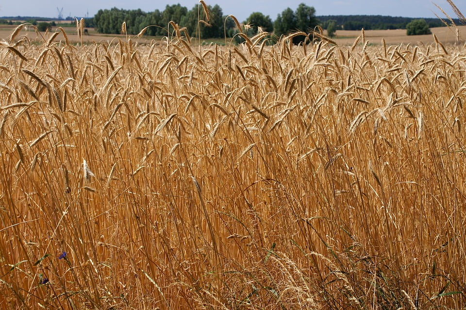 Аграрии Калининграда получили второй транш на производство зерна - МК Калинингра