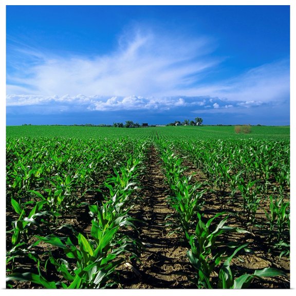 Great BIG Canvas | Rolled Scott Sinklier Poster Print entitled Early growth stage grain corn field in morning light with approaching storm clouds