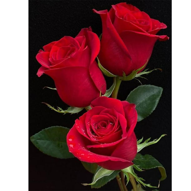 Cuadro de Mosaico de Diamantes 5D DIY Likrtyny Rosas Rojas Taladro Redondo Completo Kit de Regalo