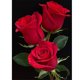 thumbnail image 1 of Cuadro de Mosaico de Diamantes 5D DIY Likrtyny Rosas Rojas Taladro Redondo Completo Kit de Regalo, 1 of 9