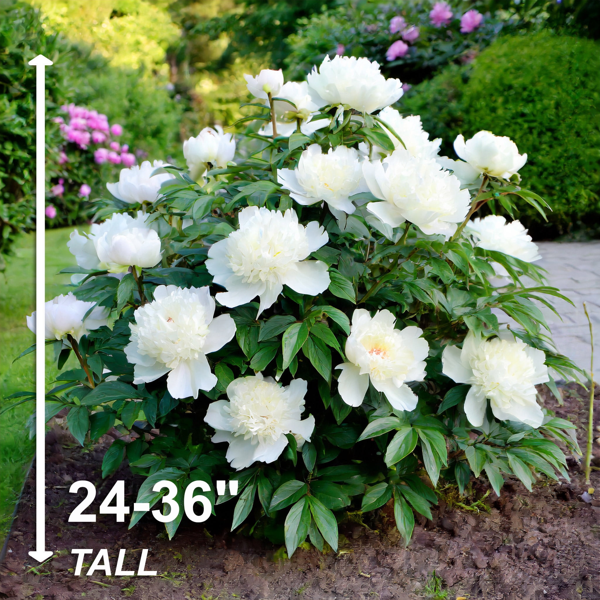 Garden State Bulb Bowl of Cream Peony Flower Bulbs, Bare Root (Bag of 1)